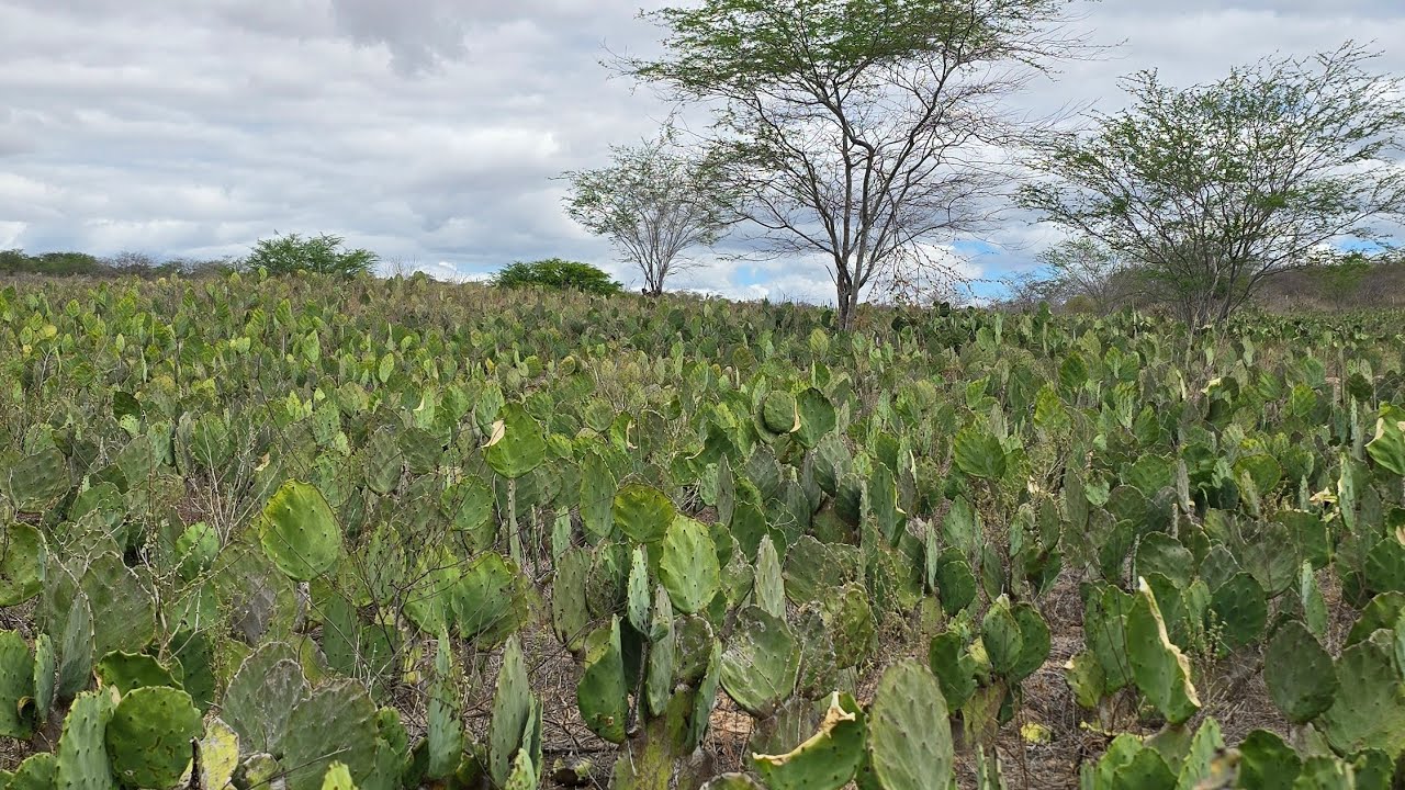Fazenda á venda em Picuí-PB, medindo 490 hectares, Valor R$ 2.400.000,00.