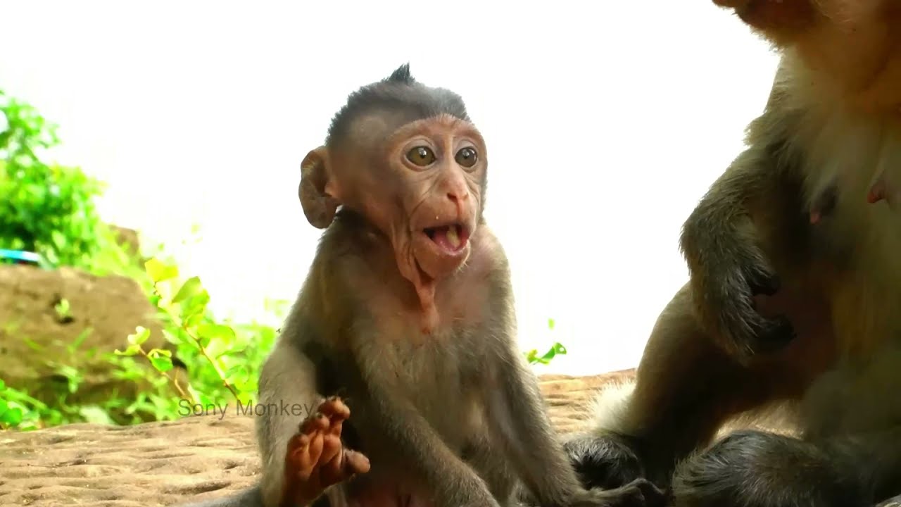 The Best Compilation Video Of All Monkey Babies In Carbzila Group