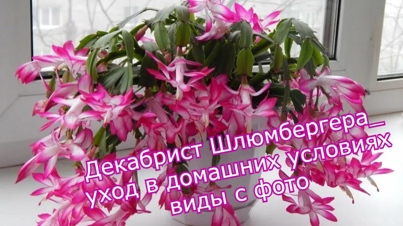 Декабрист Шлюмбергера  уход в домашних условиях виды зигокактуса