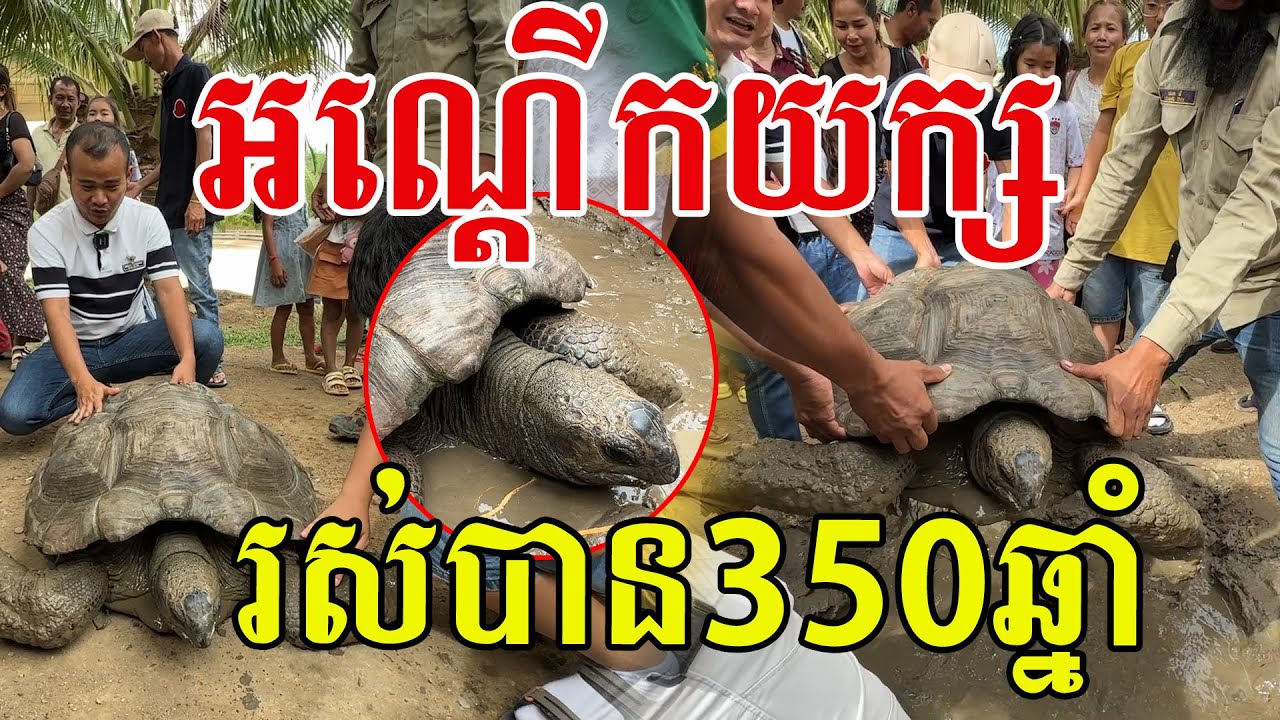 អណ្ដេីកធំណាស់ អាយុ១៥០ឆ្នាំ ស្អាតគួរឱ្យស្រលាញ់
