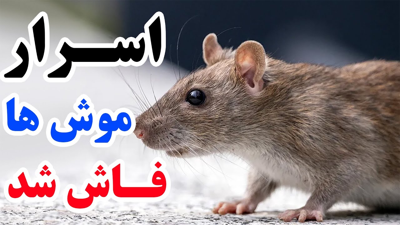 اسرار موش ها فاش شد | حقایق جالبی که هرگز نمی دانستید!