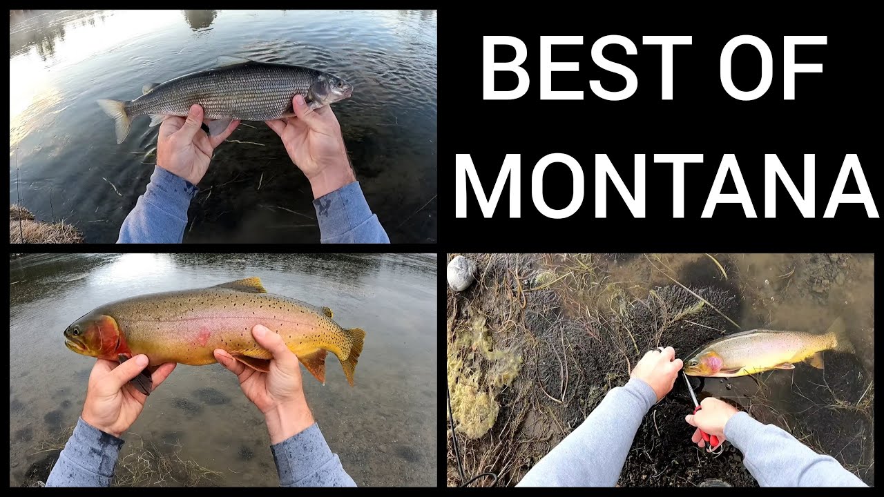 Fishing Montana's finest with the best spinning set up for trout. On Madison and Yellowstone River