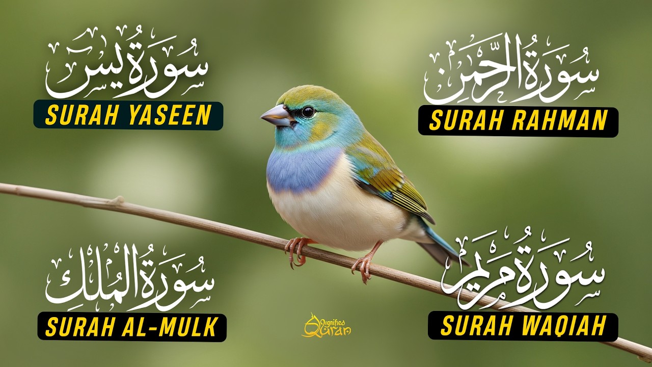 Beautiful Surah Yaseen | Surah Rahman | Surah Waqiah | Surah Mulk | Alaa Aqel | Ep-02