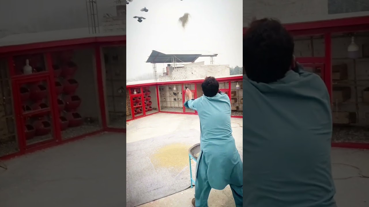 Kabootar bazi | Pigeon trap 💥