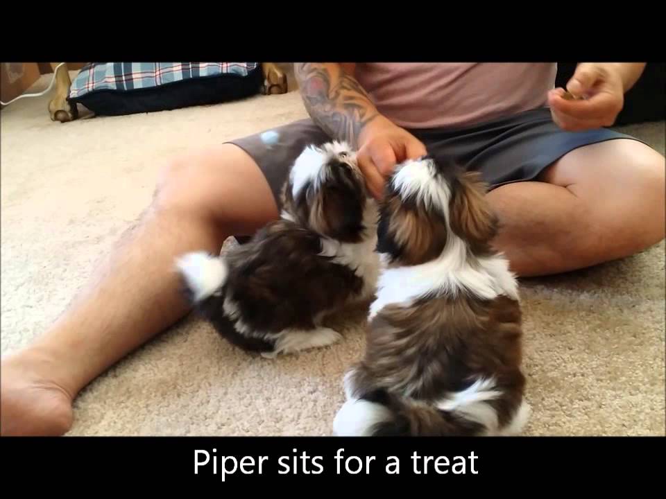 8 week old Shih Tzu Puppies learn some basic obedience