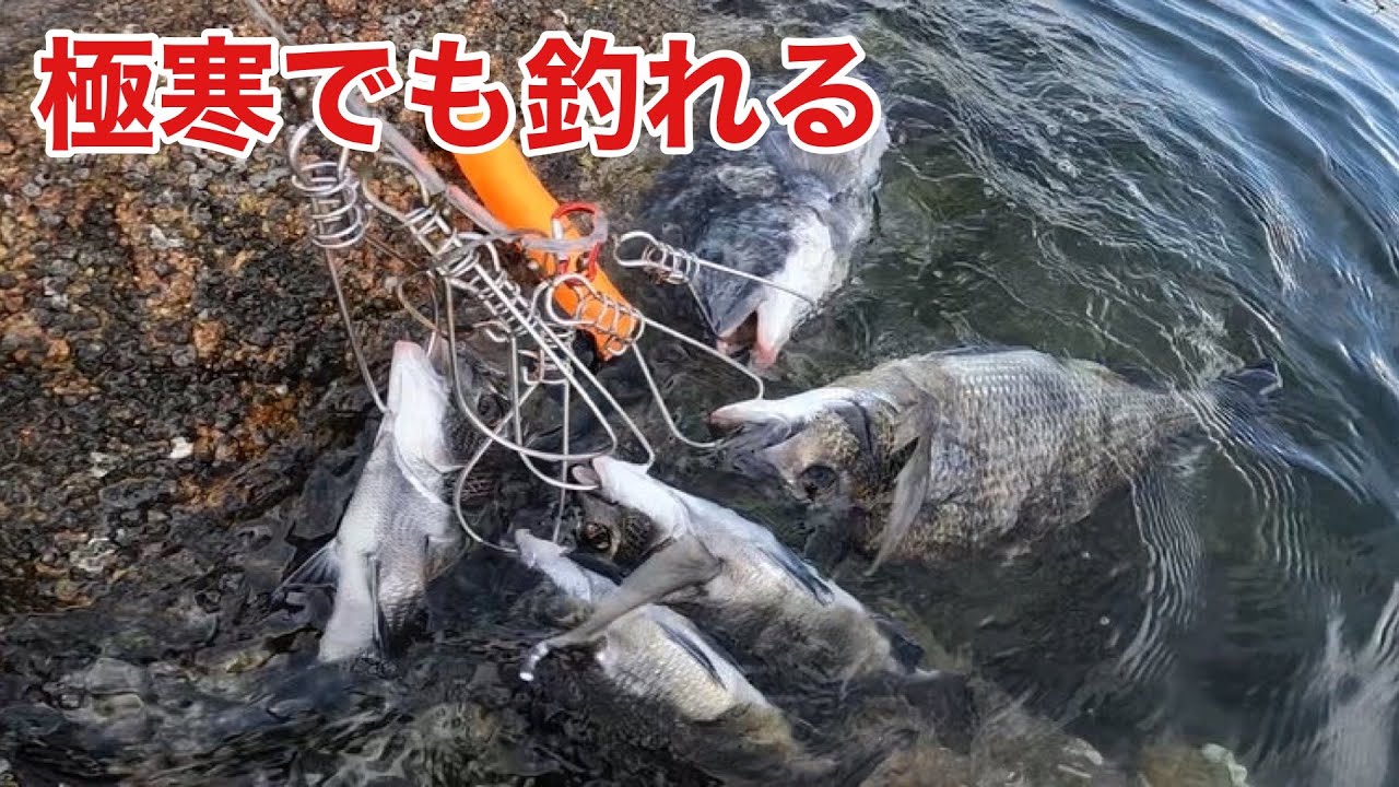 寒い冬を熱くさせる【チヌ】フカセ釣り