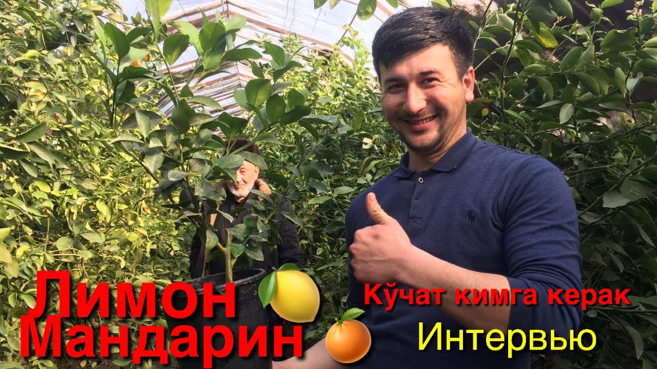 ЛИМОН ВА МАНДАРИН БИЗНЕСИ.Кўчат йетиштириш усули ОХИРИГАЧА КУРИНГ