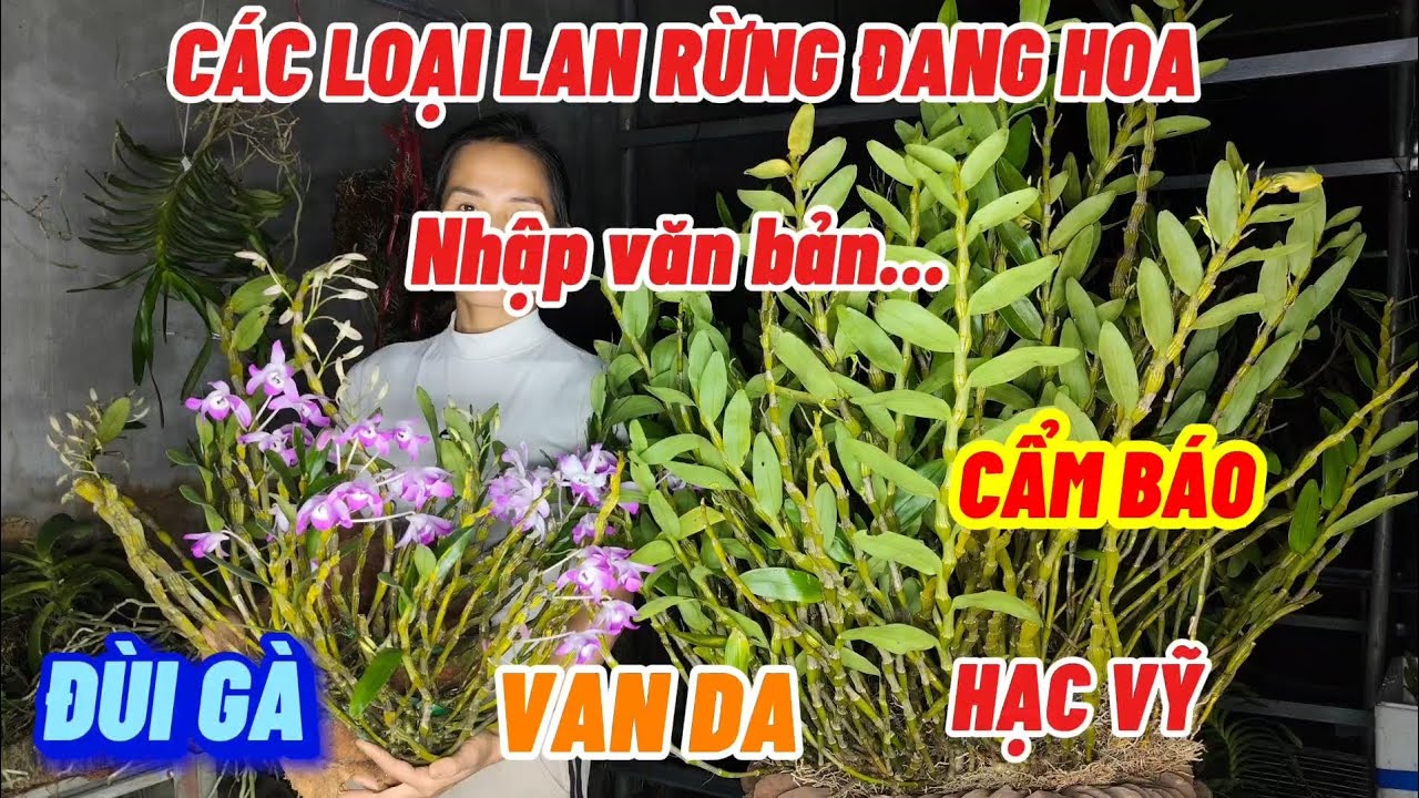 17/3 E TRƯỜNG BÁN ĐÙI GÀ, CẨM BÁO, VANDA, HẠC VỸ . GIÁ RẺ. SĐT -ZALO : 0965224337 || PHONG LAN RỪNG 