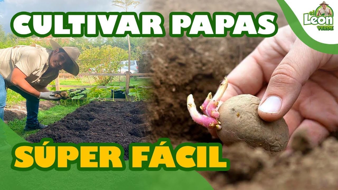 ⭐ Papas 🥔 COMO SEMBRAR Y CULTIVAR PATATAS EN CASA.