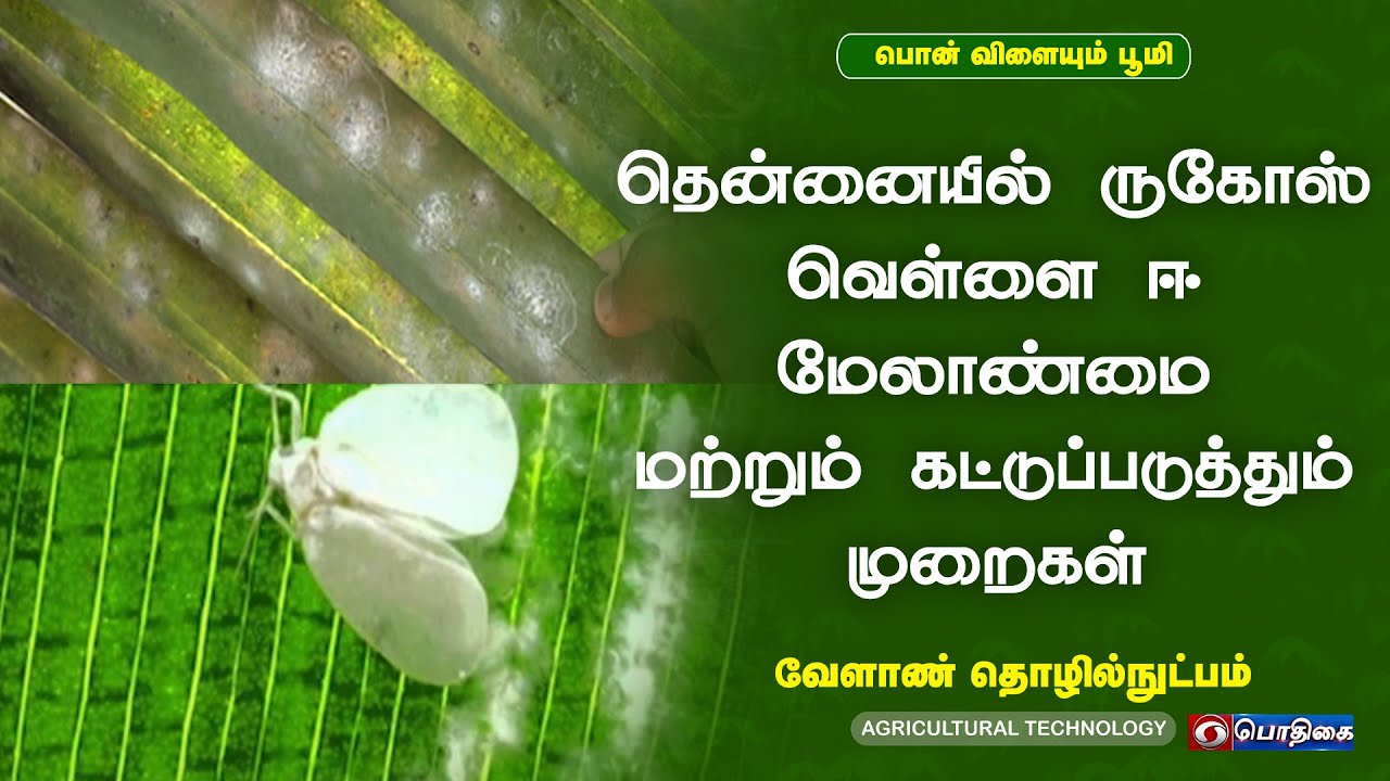 தென்னையில் ருகோஸ் வெள்ளை ஈ மேலாண்மை மற்றும் கட்டுப்படுத்தும் முறைகள் | வேளாண் தொழில் நுட்பம்