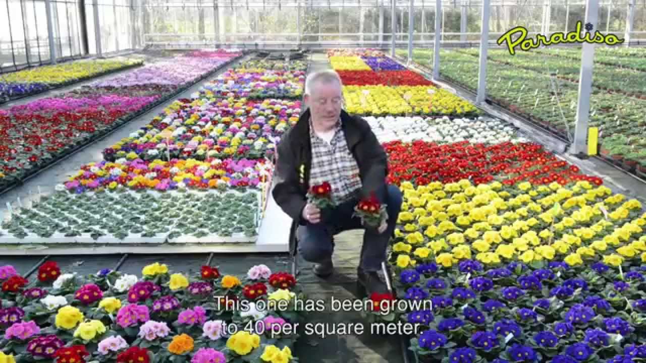 Primula Paradiso explained by Ton Koers