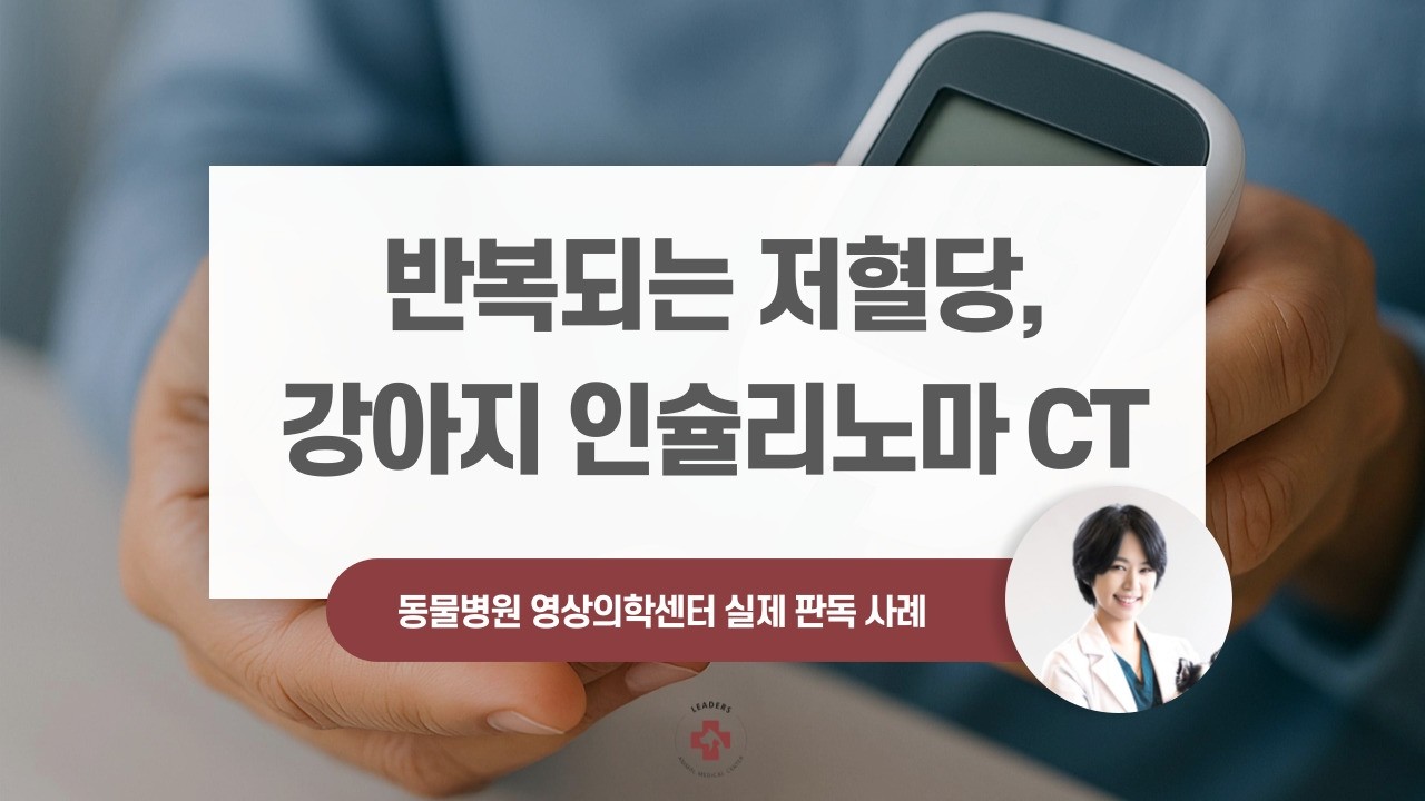 강아지 저혈당의 진짜 원인｜췌장 종양(인슐리노마) CT 진단 사례