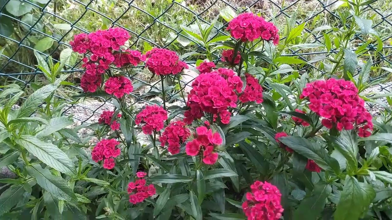 🌟Soğuğa-Dona  dayanıklı ÇOK YILLIK BAHÇE ÇİÇEKLERİ#keşfet #flowerlovers #garden#flowers #bahçe#plant