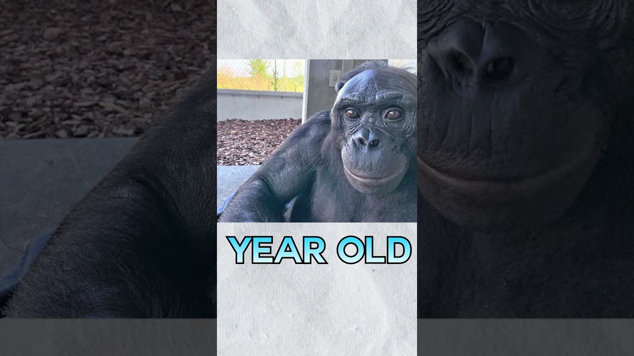 An Ape Played Minecraft???   #shorts #kanzi