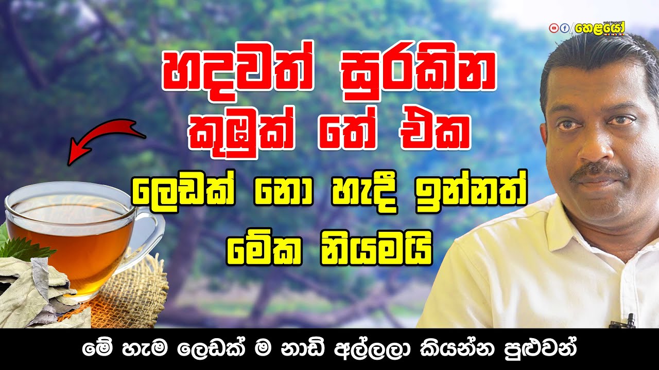 හදවත් සුරකින කුඹුක් තේ එක  | ලෙඩක් නො හැදී ඉන්නත් මේක නියමයි  | Udawatta Hela Osu