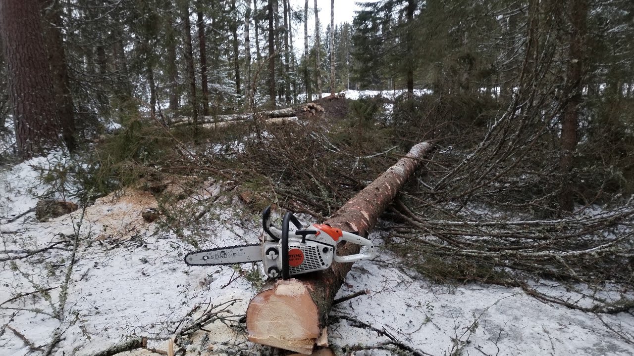 Ojalinjan perkausta | Savottakausi -25 käyntiin | Stihl ms193c