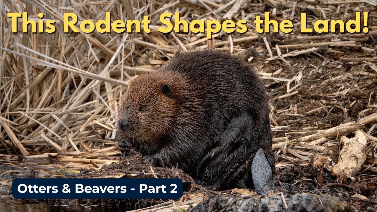 Otters and Beavers Part 2: What is a Beaver, Really?