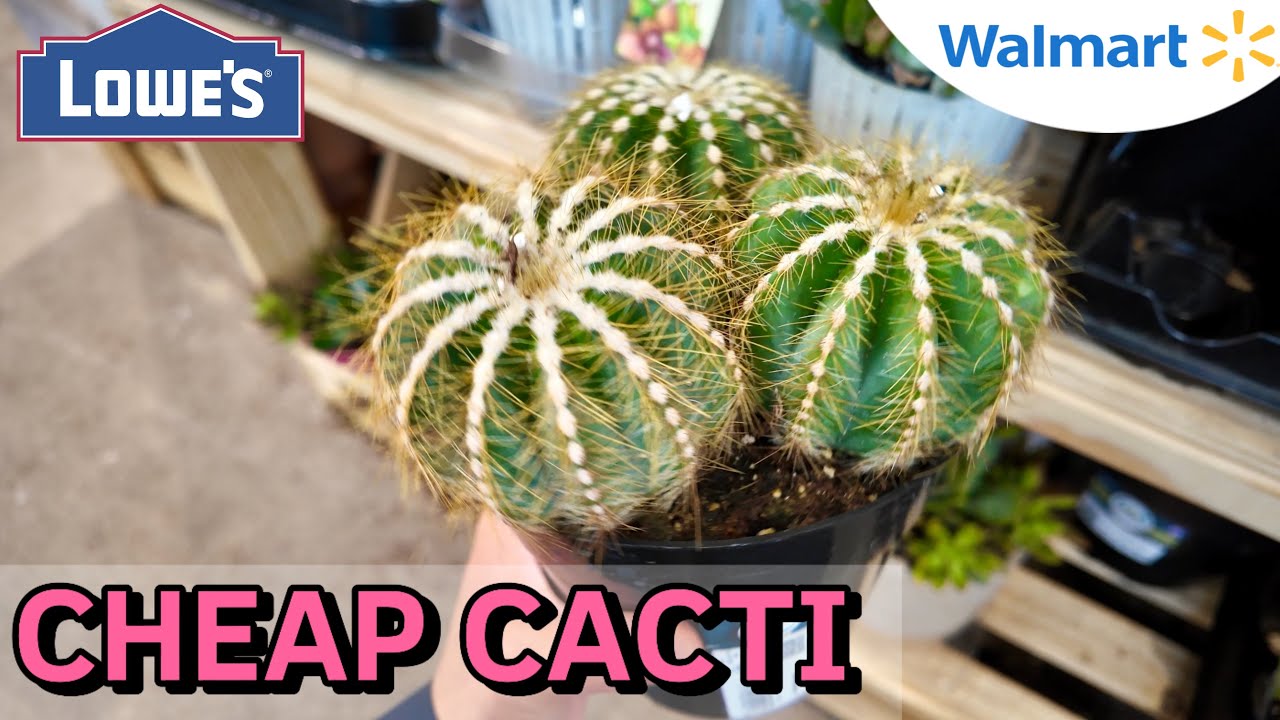 Plant Shopping | Mostly Cacti & Succulents