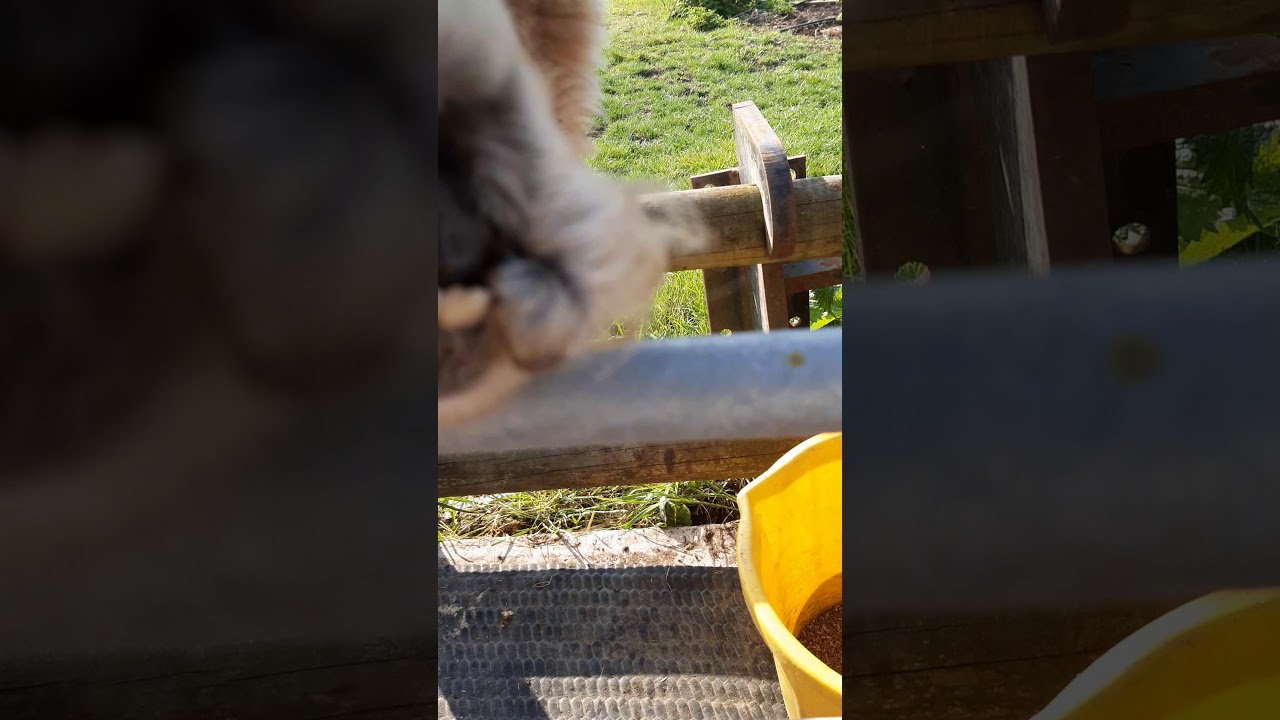 Cutting alpaca toenails on the ground