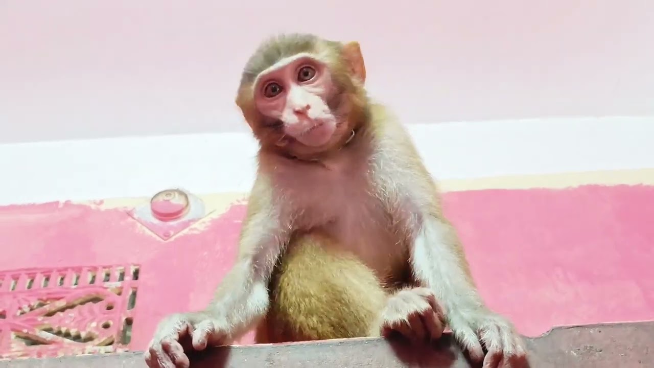 waild animal monky playing video 2022