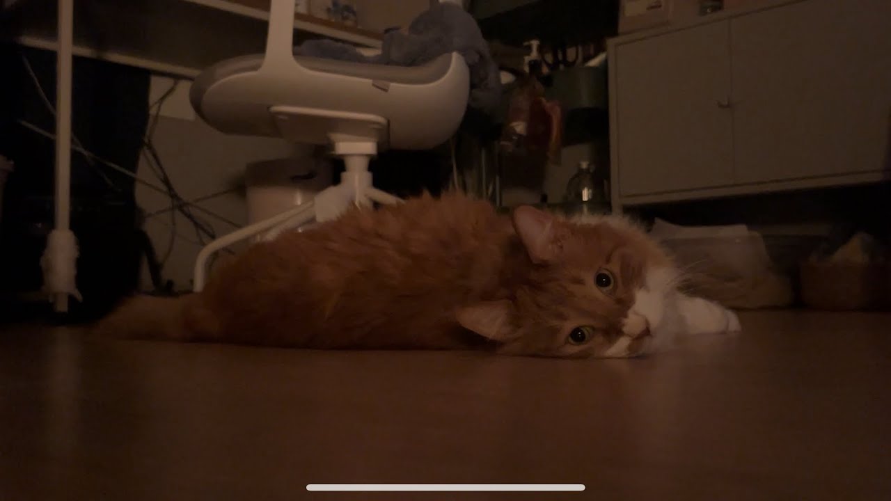 녹은고양이