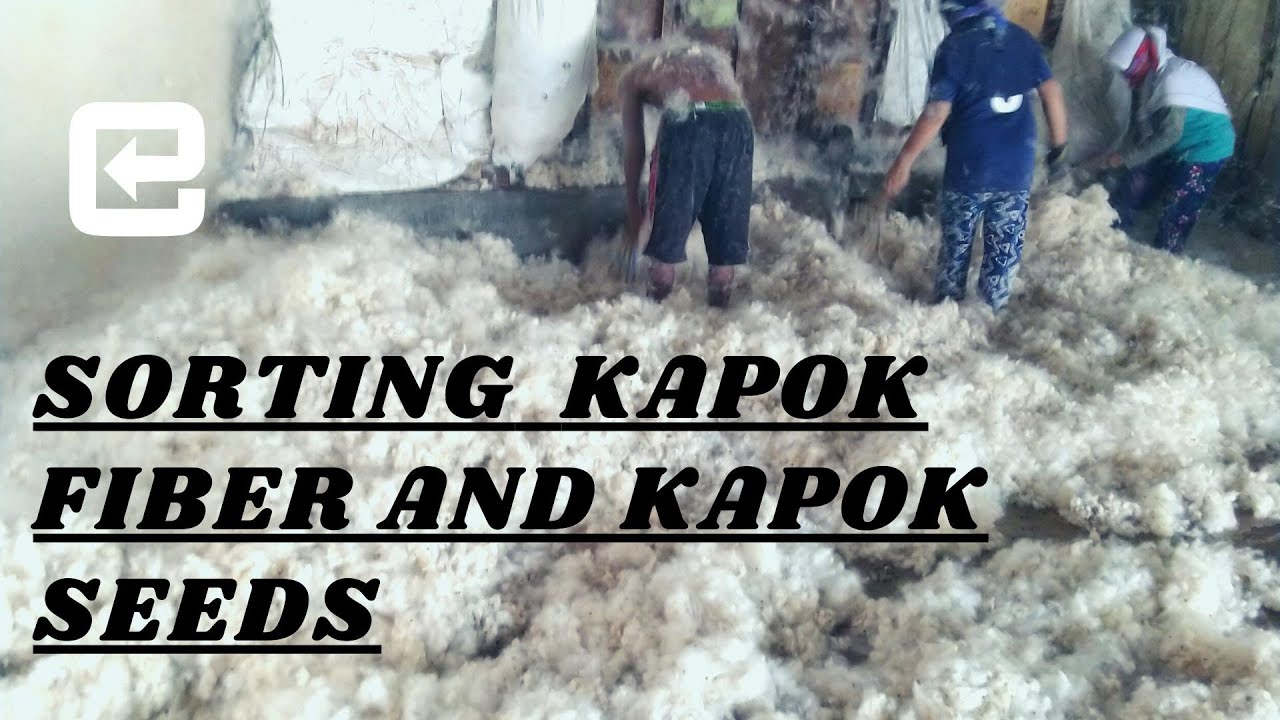 Production kapok fiber ( sorting kapok fiber and kapok seeds )