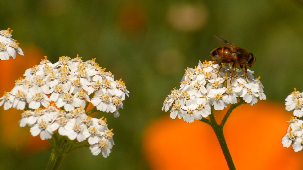 Vancouver, Washington: Bee City USA