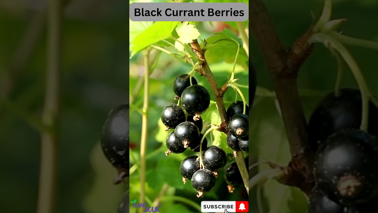 Unveiling the Wonders of Black Currant Berry Trees in Nature #blackcurrant #shortsvideo #blackberry