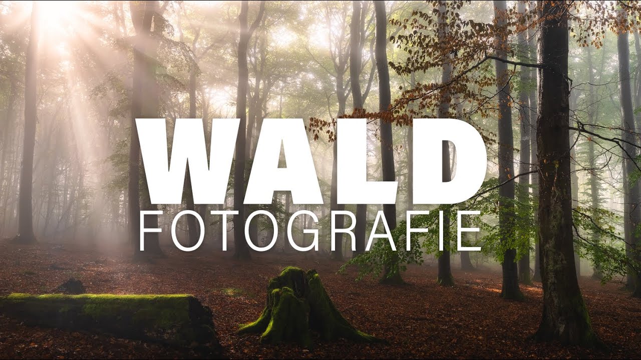 So finde ich im Wald Motive | Landschaftsfotografie