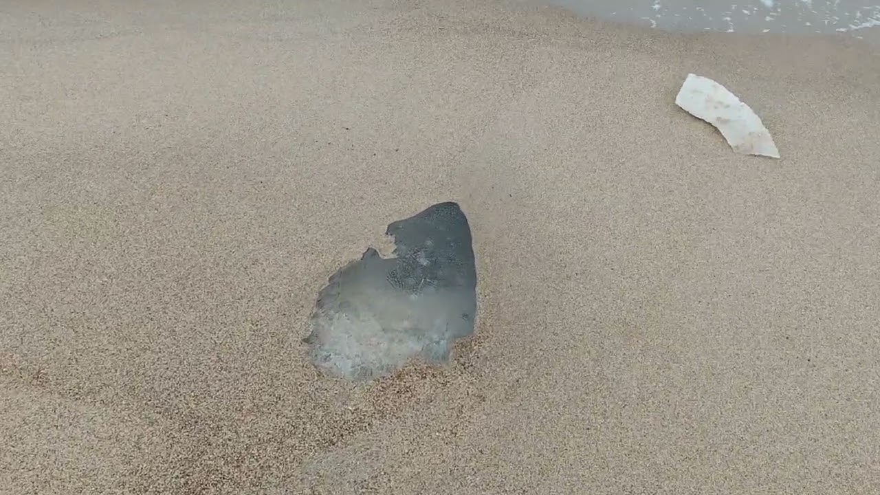 Feb 24 2026 Melnrage, sand is back