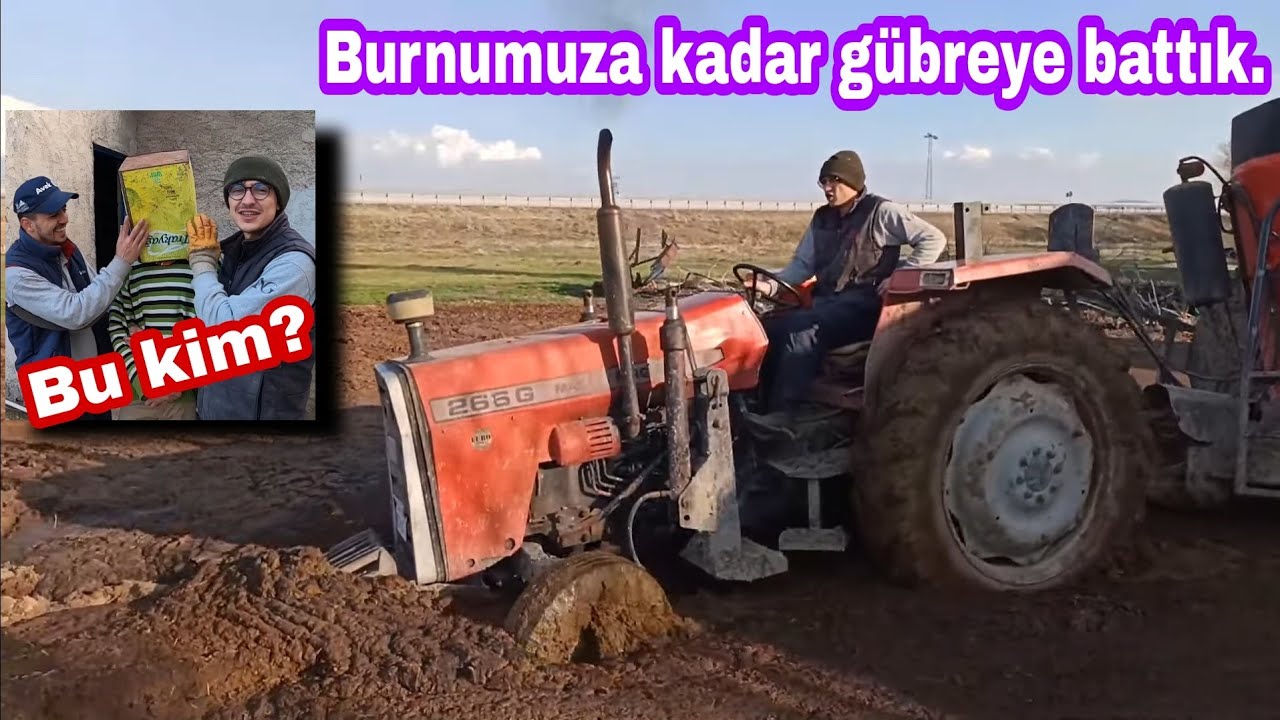 1 SAATTE 150 BÜYÜKBAŞ HAYVANA BAKMAK. MF 266 GOLD İNCELEME. GÜNLÜK İŞLER VLOG [GoPro]