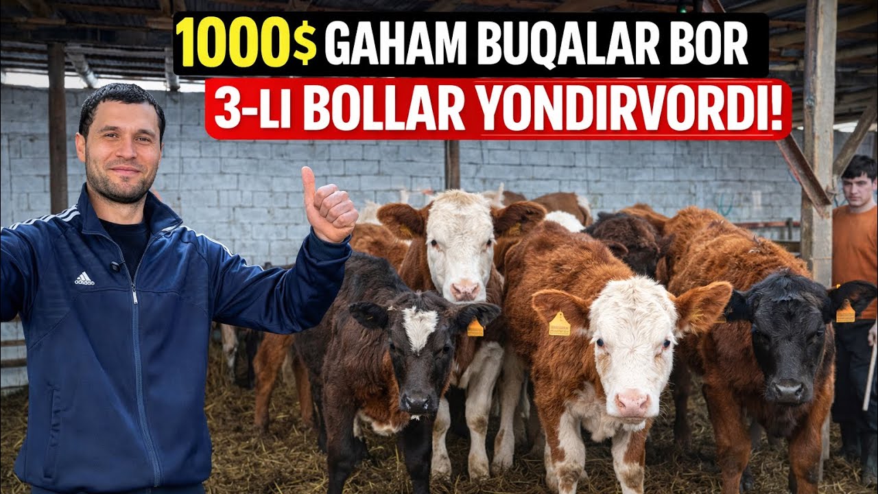 12-MILLIONDAN BOSHLANADI 3/LI BOLLAR YONDIRVORDI 😲