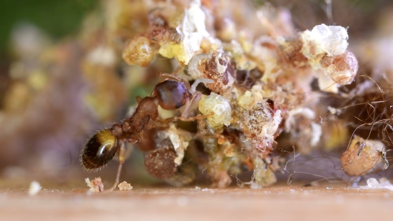 Temnothorax nylanderi Geschichte meiner Tischritzen Ameisen