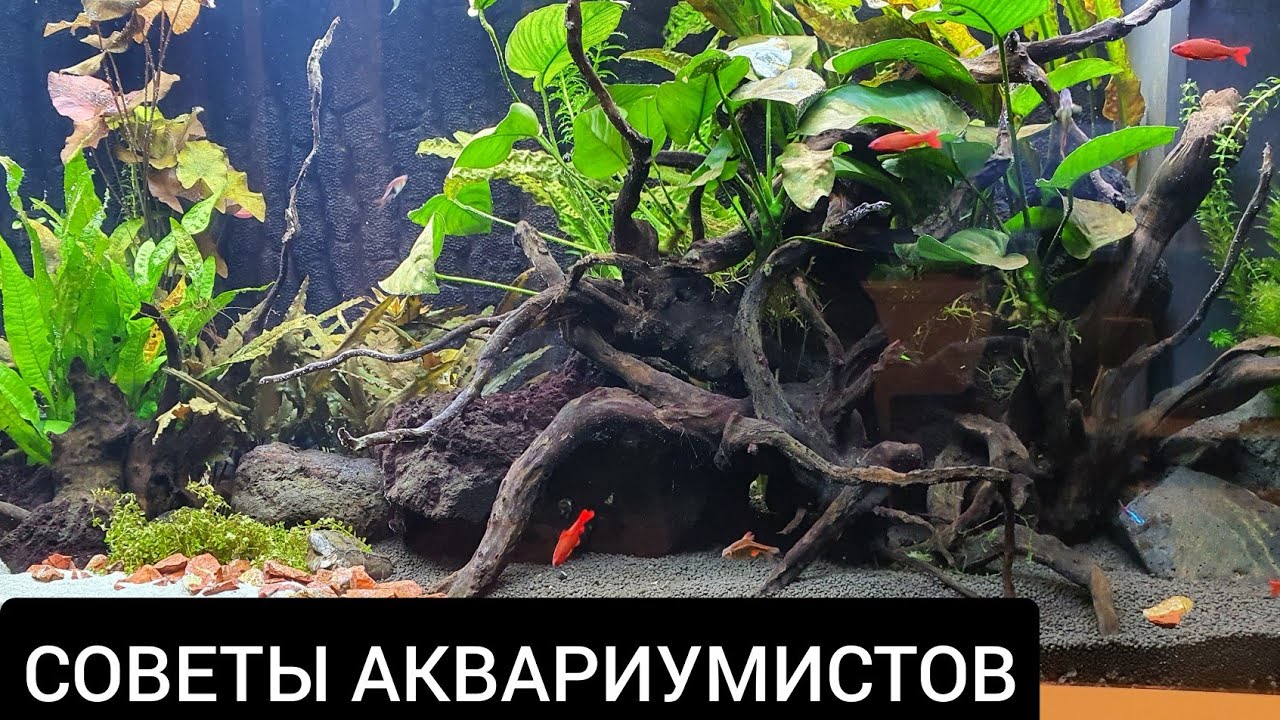 Советы аквариумистов.