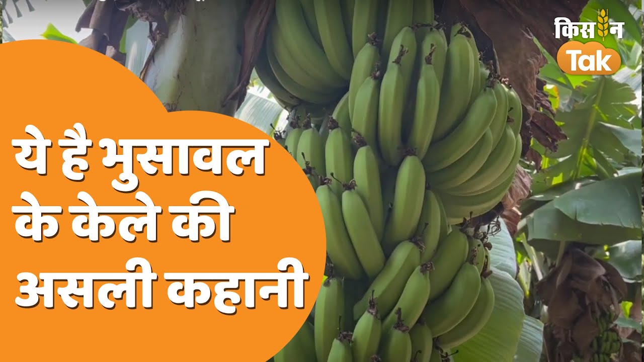 Bhusawal Ka Kela: न के बराबर खेती फिर भी भुसावल का केला मशहूर क्यों, क्या है असली कहानी | Kisan Tak