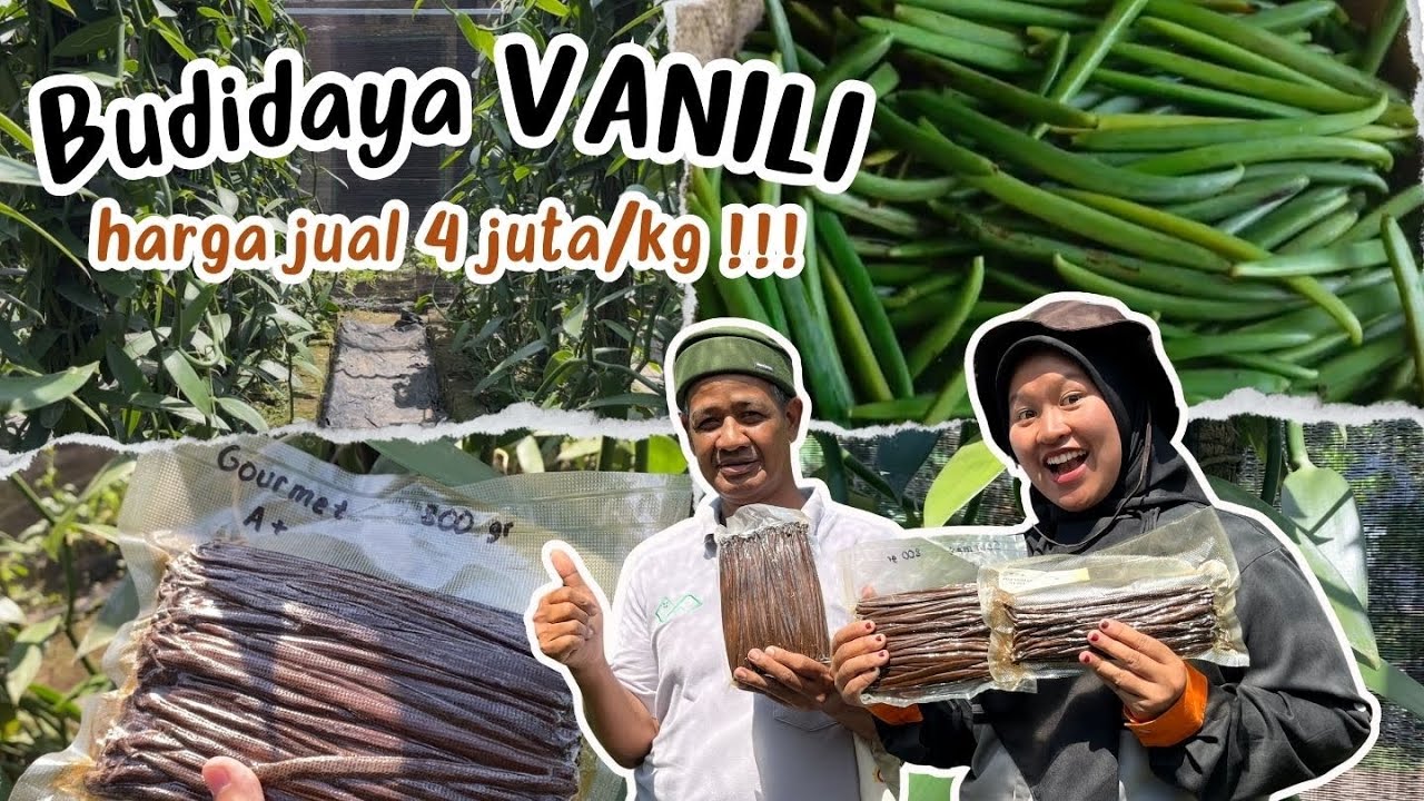 PROSES BUDIDAYA VANILI DARI 0, CAPAI PENJUALAN 4 JUTA PER KILO!!! #budidayavanili