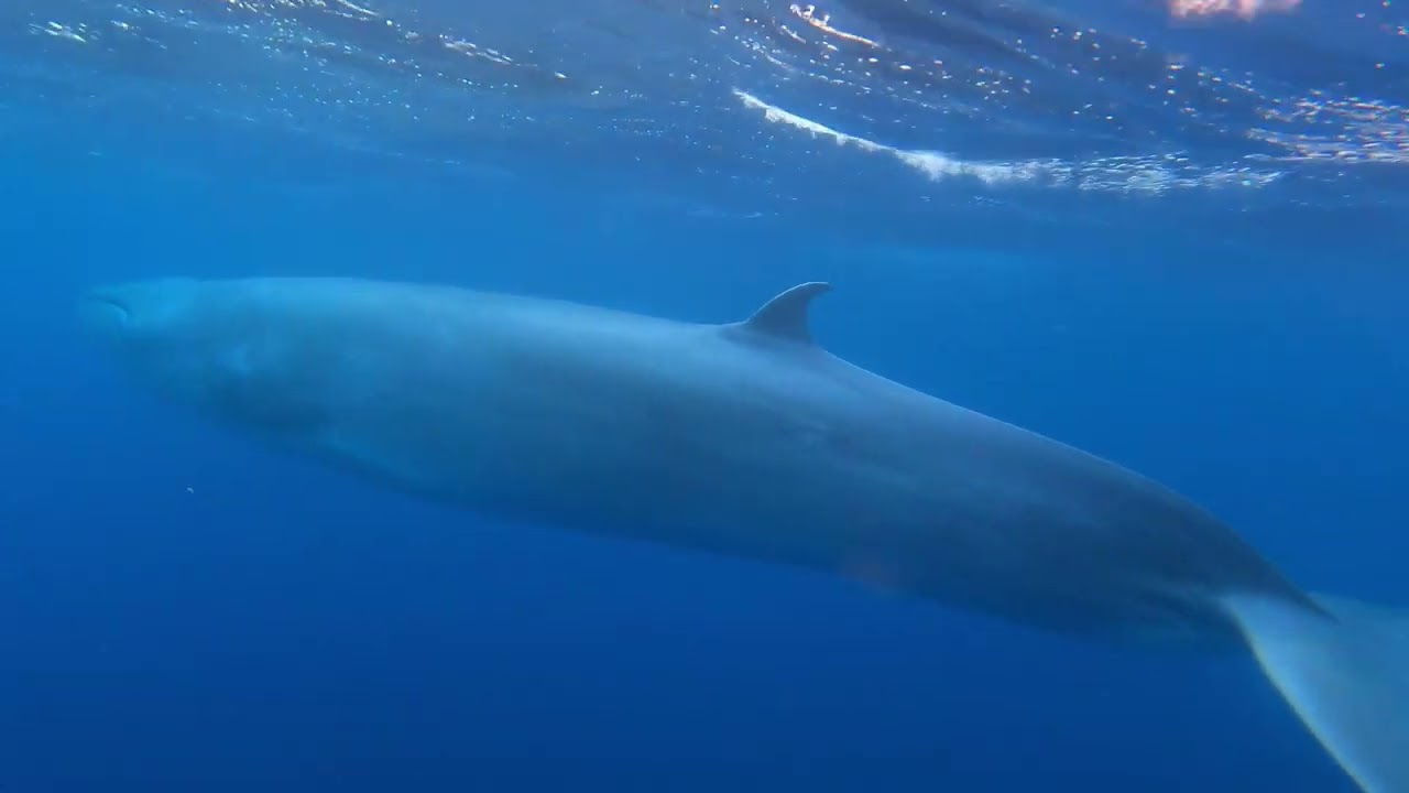 Madeira Sea Emotions - Boat Tours - Whale and Dolphin Watching