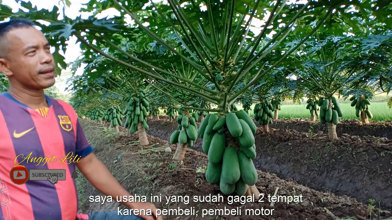 Peluang Usaha Budidaya Pepaya California Omset Jutaan