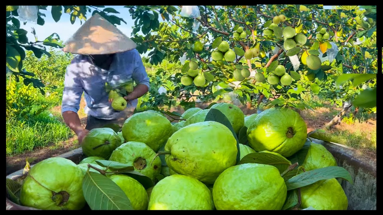 Modern Agriculture Guava Farming | Guava Cultivation and Harvesting