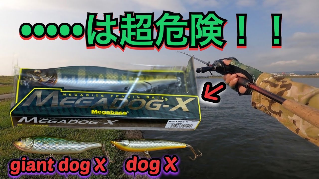 【2.1/2oz】「MEGADOG- X」超インパクト系？ポップ音？これは買って正解でした！！#メガバス#メガドッグX#伊東由樹