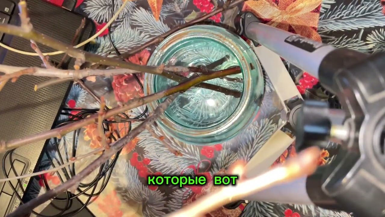 Нарезала ветки яблони и поставила в воду/I cut the apple tree branches