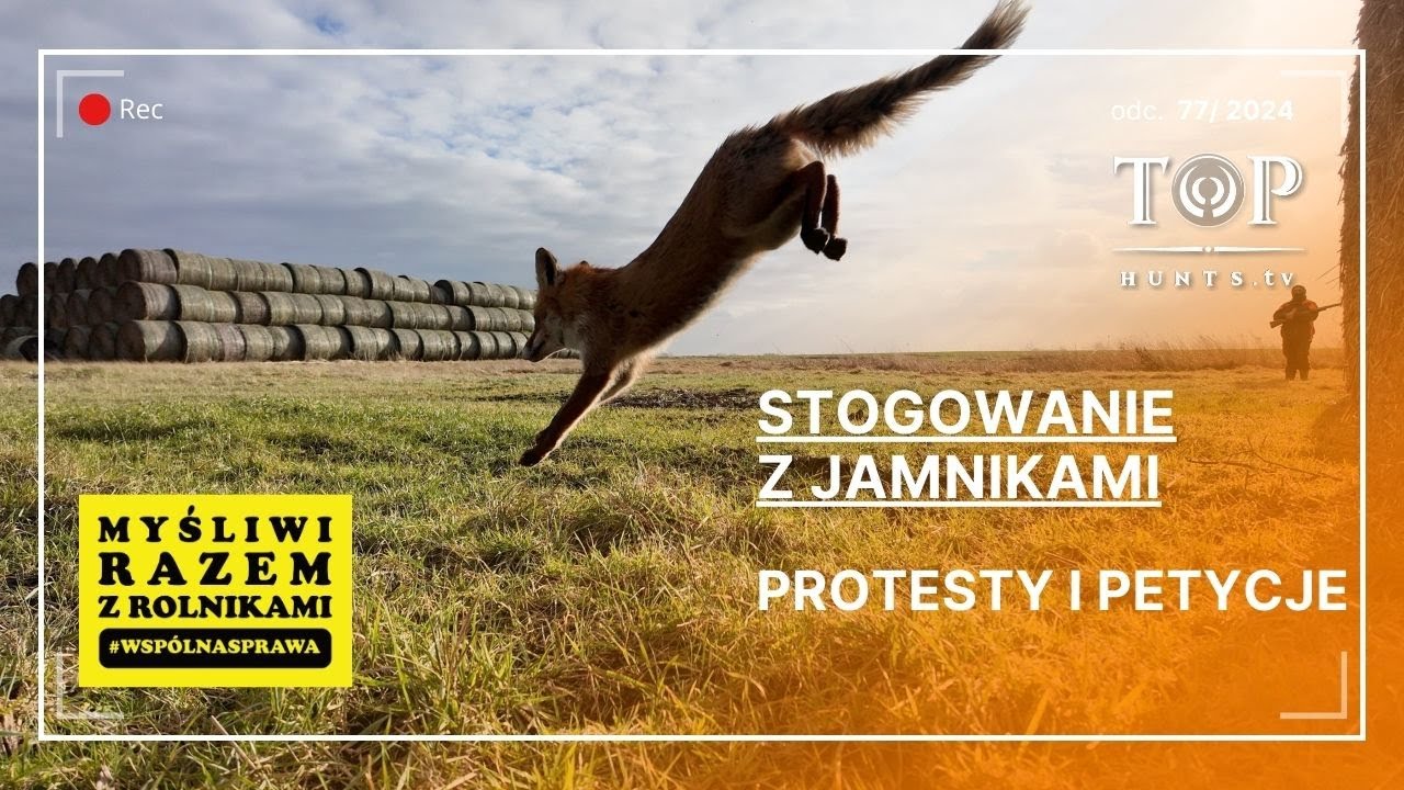 Polowanie na lisy na stogach | apel w ważnej sprawie.