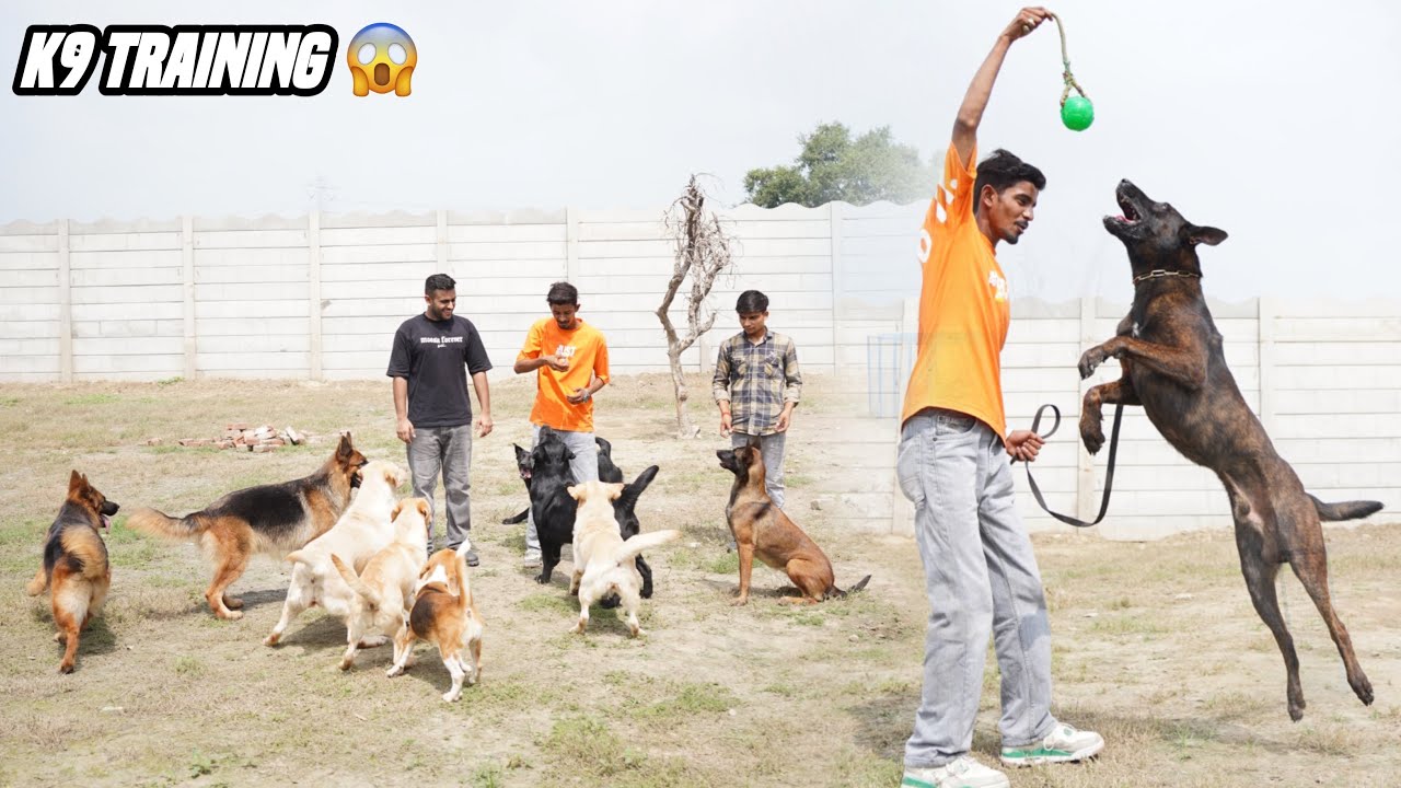 First K9 security Dog Training school in Meerut Uttar Pradesh 😱