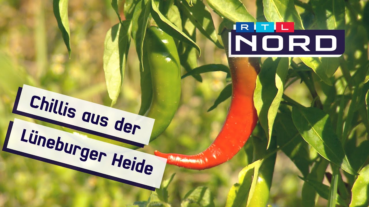 Schön scharfe Schoten - Chilis aus Soltau