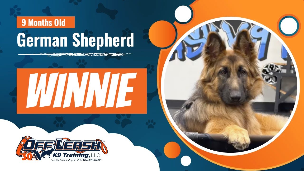 Winnie 9 Month GSD | Best Sheperd Training | Off Leash K9 Training