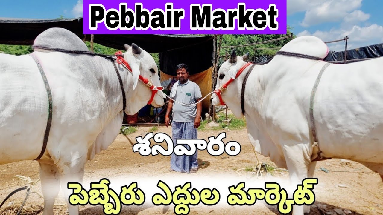 ongole cattles show in india-pebbair cattle market videos-pebbair bull market 2024-pebbair santa-ox🐂