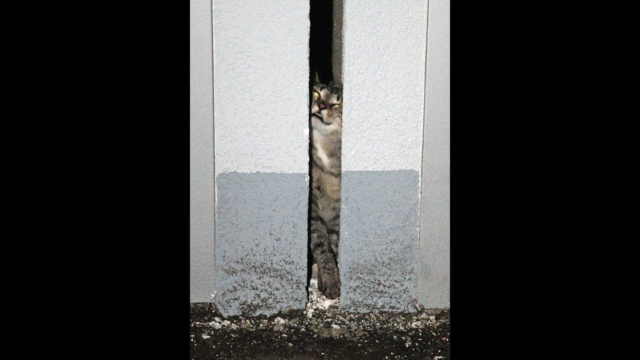 Feuerwehr rettet eingeklemmte Katze aus engem Mauerspalt.