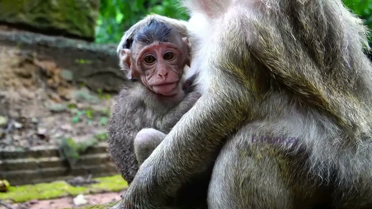 The Compilation Video Of The Day Of Baby Monkey Bobby  ( The Play Maker in The Group )