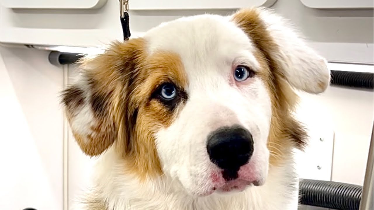 Australian Shepherd Puppy Plays Dead To Avoid Nail Trim | Australian Shepherd Puppy’s First Groom