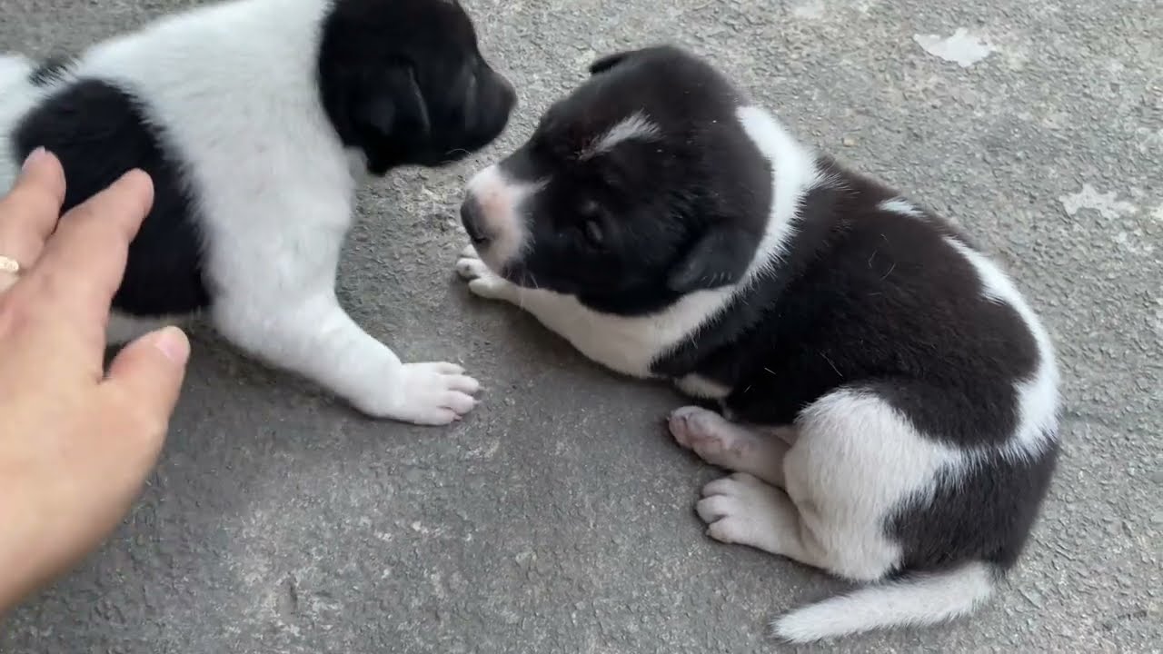 Gấu Đen Và Bầy Đốm Nhỏ #doglover #dogs #boss #pets #puppy #cute #lovely #animals